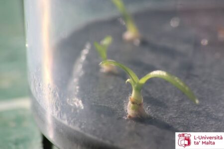 propagazione-orchidee-malta-12