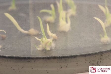 propagazione-orchidee-malta-8