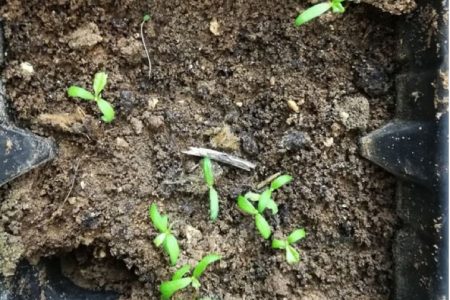 propagazione-platanus-orientalis