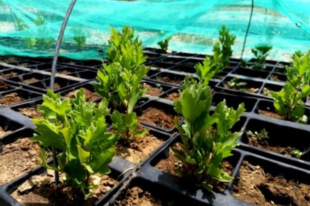 propagazione-platanus-orientalis3