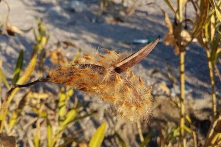 seed-bank-seed-collection-04