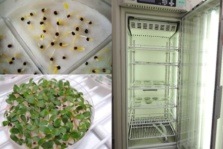 Test di germinazione in incubatore con parametri ambientali regolabili