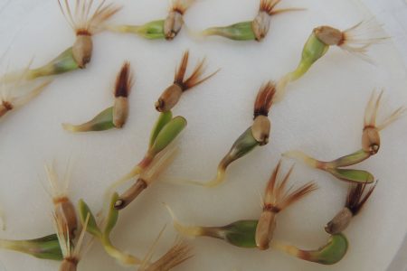 Semi germinati di Centaurea tauromenitana