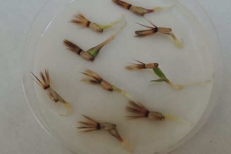 Semi germinati di Centaurea tauromenitana
